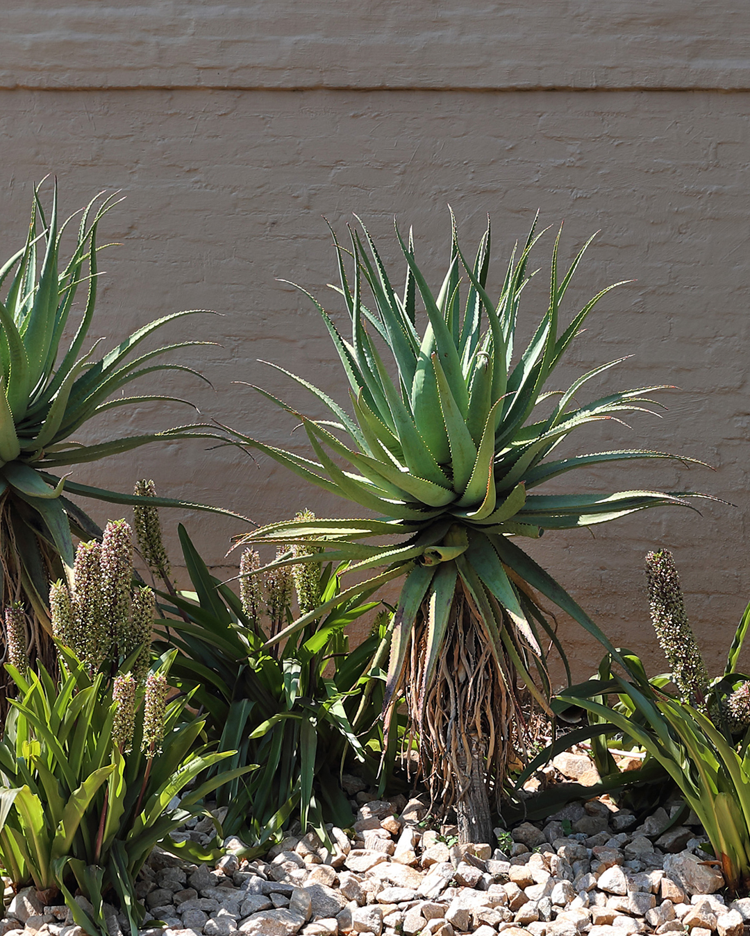 Stunning aloes in front of a roughly plastered wall by Young Garden Design