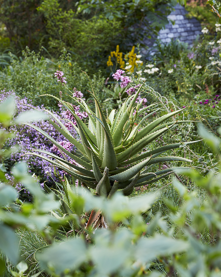 Flowering aloe in a sea of shrubbery in a garden by Young Garden Design.