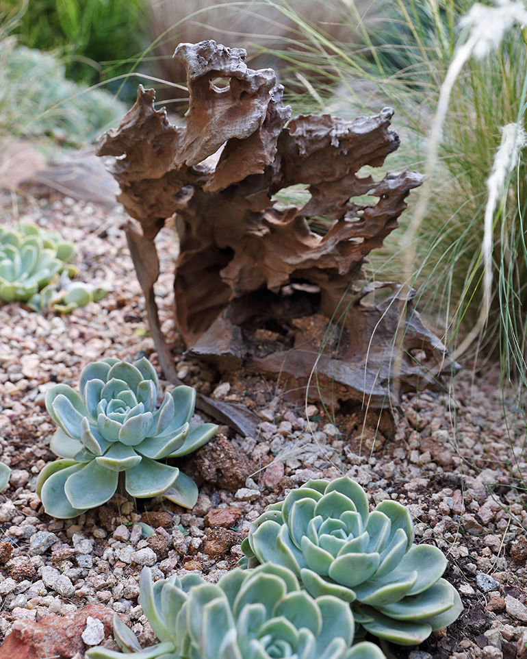 Succulents on a bed of gravel surrounded by long grass.