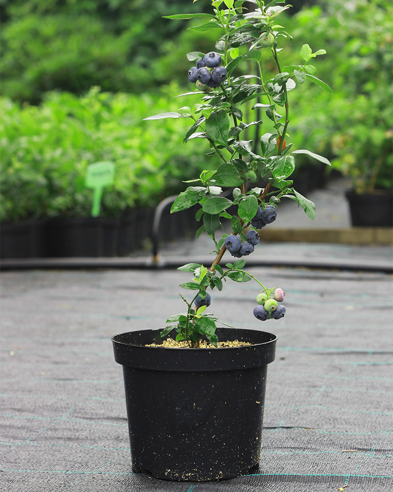 Blueberry bush in a pot for sale.