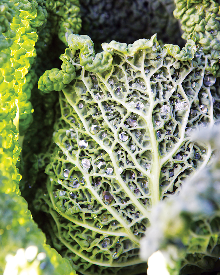 Growing cabbage covered in water droplets from an irrigation system.
