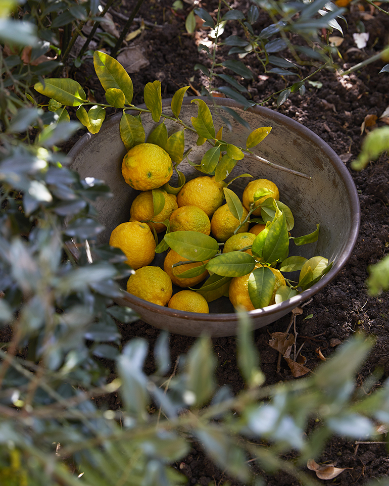 Hand-picked lemons in a pewter bowl outside in the orchard. 