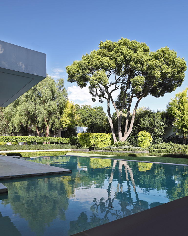 Big tree overlooking a contemporary swimming pool and trimmed garden, by Young Garden Design